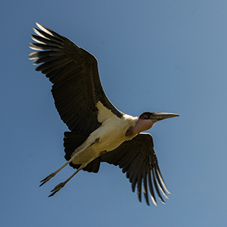 Lake Awassa - Marabu